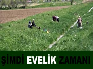 EVELİK TOPLAMA SEZONU AÇILDI 